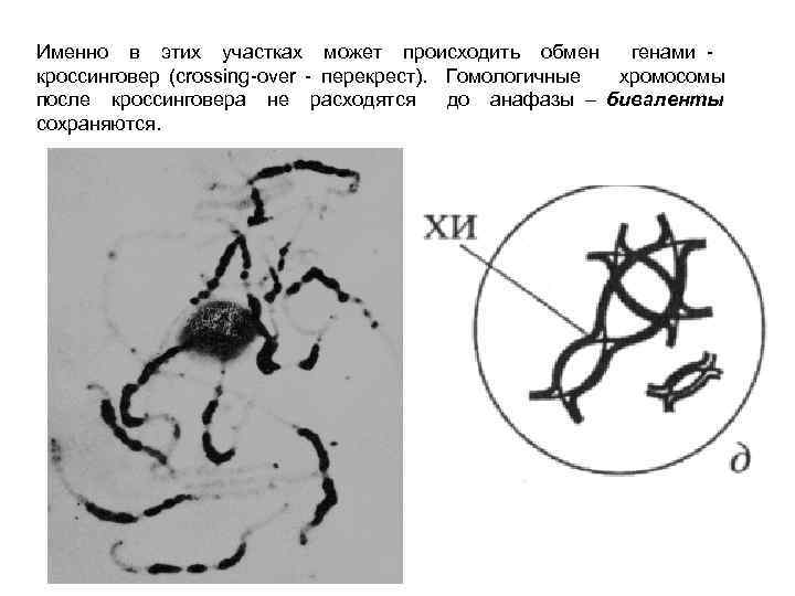Именно в этих участках может происходить обмен генами кроссинговер (crossing-over - перекрест). Гомологичные хромосомы