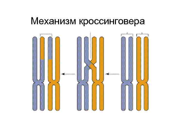 Кроссинговер между х хромосомами