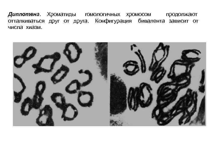 Диплотена. Хроматиды гомологичных хромосом продолжают отталкиваться друг от друга. Конфигурация бивалента зависит от числа