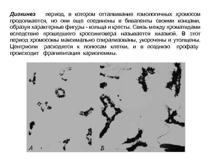 Диакинез период, в котором отталкивание гомологичных хромосом продолжается, но они еще соединены в биваленты