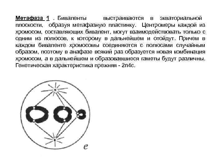 Метафаза 1. Биваленты выстраиваются в экваториальной плоскости, образуя метафазную пластинку. Центромеры каждой из хромосом,