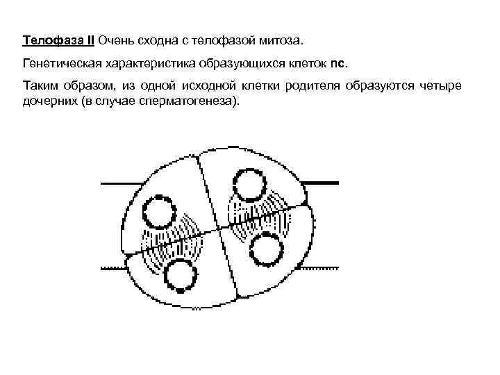 Телофаза II Очень сходна с телофазой митоза. Генетическая характеристика образующихся клеток nc. Таким образом,