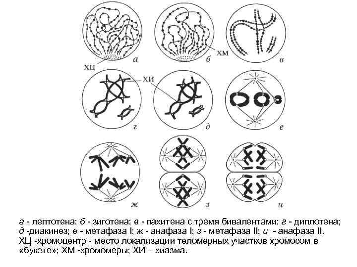 а - лептотена; б - зиготена; в - пахитена с тремя бивалентами; г -