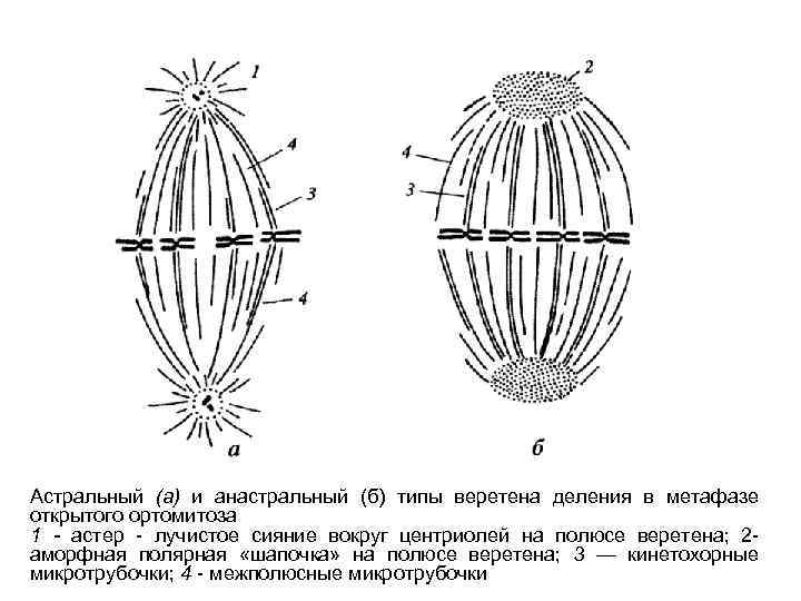 Органоид необходимый для образования нитей веретена