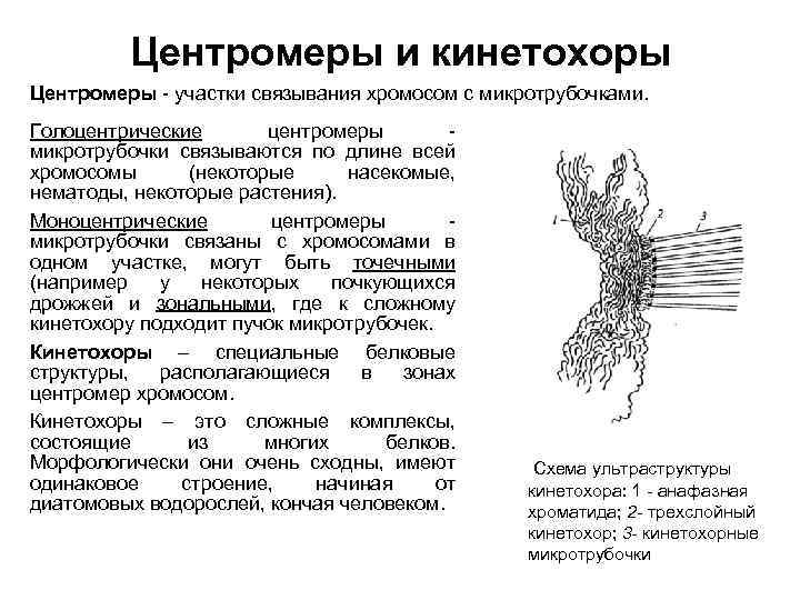 Центромеры и кинетохоры Центромеры - участки связывания хромосом с микротрубочками. Голоцентрические центромеры микротрубочки связываются