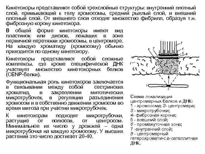 Кинетохоры представляют собой трехслойные структуры: внутренний плотный слой, примыкающий к телу хромосомы, средний рыхлый