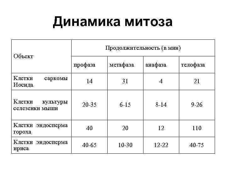 Динамика митоза Продолжительность (в мин) Объект профаза Клетки Иосида саркомы метафаза анафаза телофаза 14