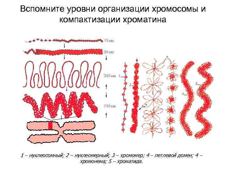 Вспомните уровни организации хромосомы и компактизации хроматина 1 – нуклеосомный; 2 – нуклеомерный; 3