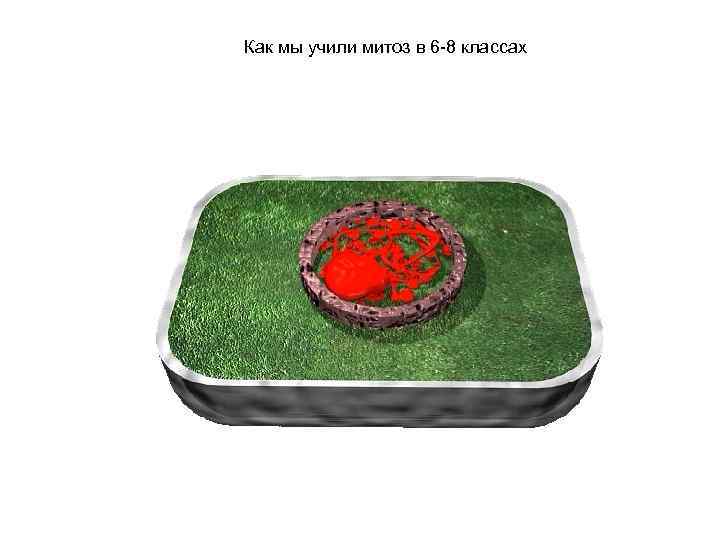 Как мы учили митоз в 6 -8 классах 