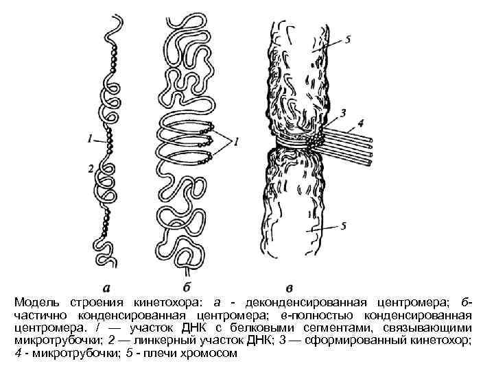 Модель строения кинетохора: а - деконденсированная центромера; бчастично конденсированная центромера; в-полностью конденсированная центромера. /