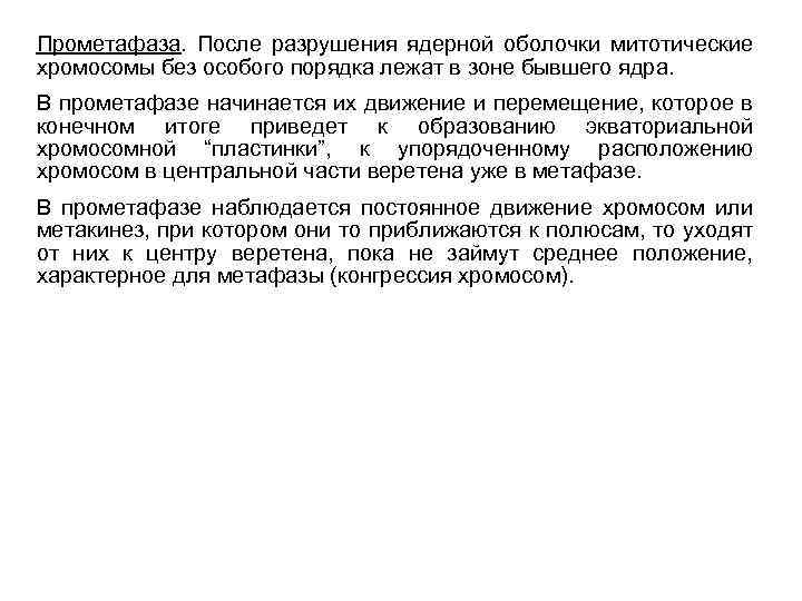 Прометафаза. После разрушения ядерной оболочки митотические хромосомы без особого порядка лежат в зоне бывшего
