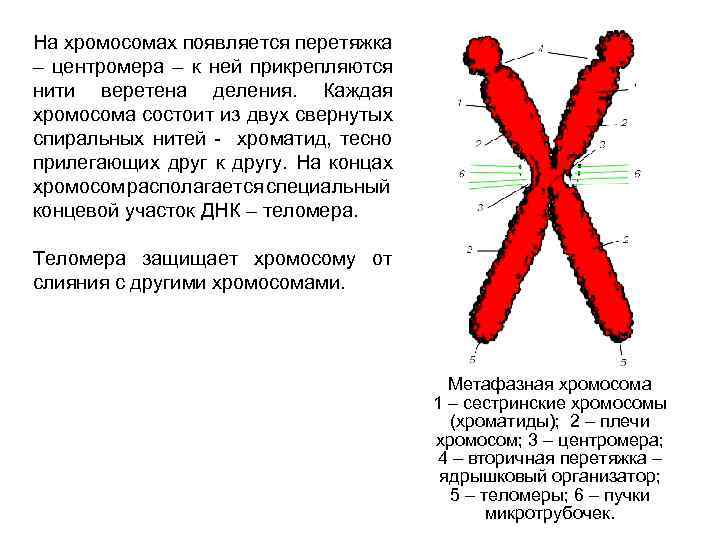 На хромосомах появляется перетяжка – центромера – к ней прикрепляются нити веретена деления. Каждая