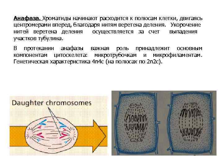 Анафаза. Хроматиды начинают расходится к полюсам клетки, двигаясь центромерами вперед, благодаря нитям веретена деления.