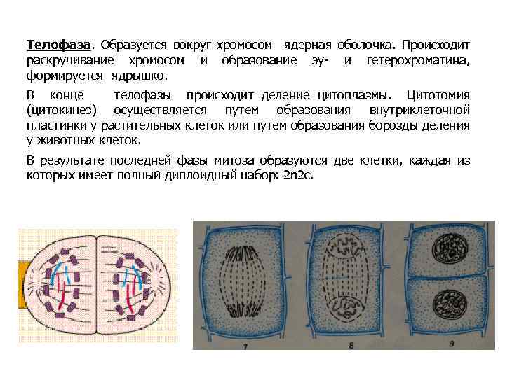 Телофаза. Образуется вокруг хромосом ядерная оболочка. Происходит раскручивание хромосом и образование эу- и гетерохроматина,