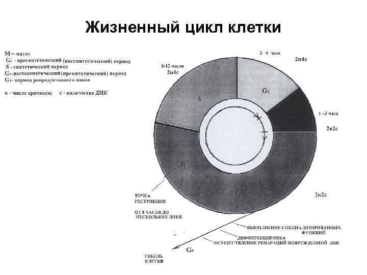 Жизненный цикл клетки схема