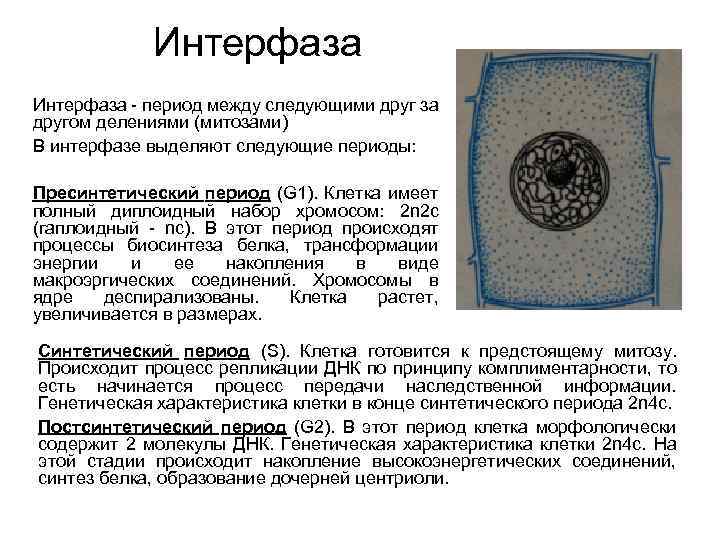 Интерфаза клетки процессы. Интерфаза g1 процессы в ядре. Количество клеток в интерфазе. Интерфаза соматического периода набор. Увеличение размера клетки интерфаза.