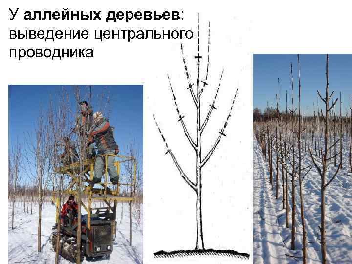 У аллейных деревьев: выведение центрального проводника 