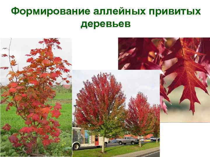 Формирование аллейных привитых деревьев 