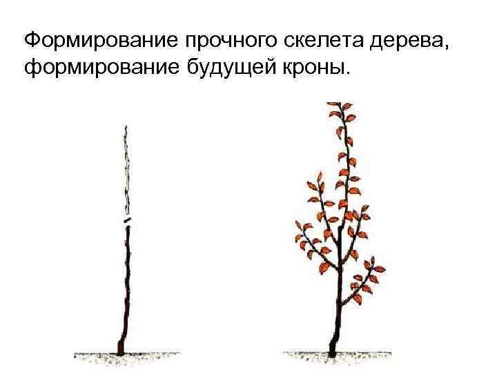 Формирование прочного скелета дерева, формирование будущей кроны. 