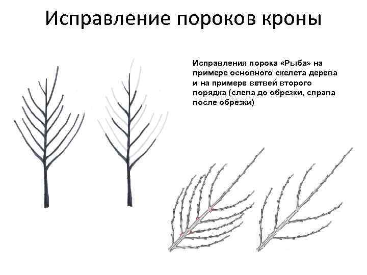 Исправление пороков кроны Исправления порока «Рыба» на примере основного скелета дерева и на примере