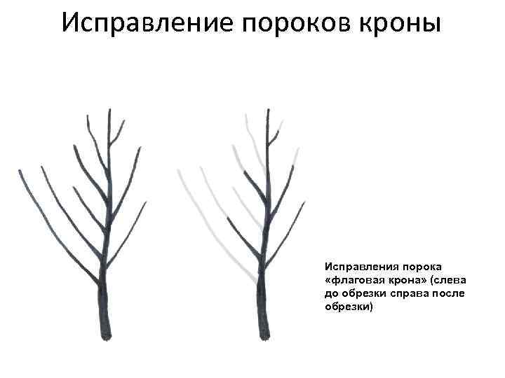 Исправление пороков кроны Исправления порока «флаговая крона» (слева до обрезки справа после обрезки) 