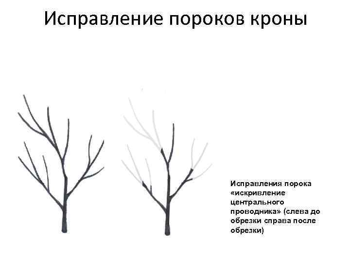 Исправление пороков кроны Исправления порока «искривление центрального проводника» (слева до обрезки справа после обрезки)