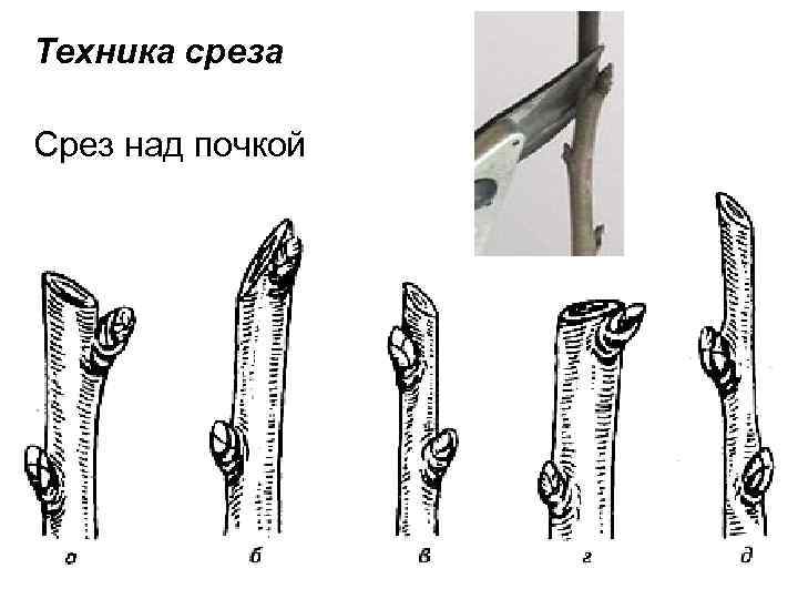 Техника среза Срез над почкой 