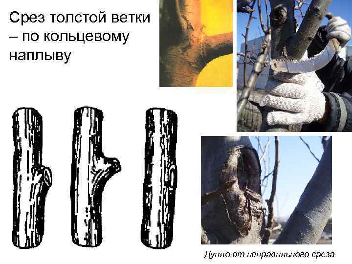 Срез толстой ветки – по кольцевому наплыву Дупло от неправильного среза 