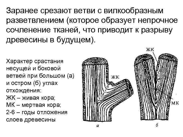 Заранее срезают ветви с вилкообразным разветвлением (которое образует непрочное сочленение тканей, что приводит к