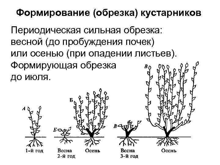 Формирование (обрезка) кустарников Периодическая сильная обрезка: весной (до пробуждения почек) или осенью (при опадении