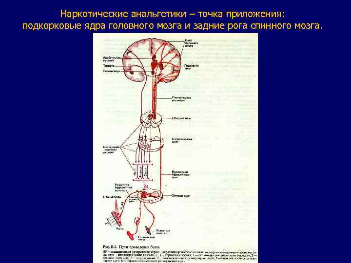 Наркотические анальгетики – точка приложения: подкорковые ядра головного мозга и задние рога спинного мозга.