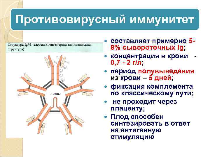 Противовирусный иммунитет составляет примерно 58% сывороточных Ig; концентрация в крови 0, 7 - 2