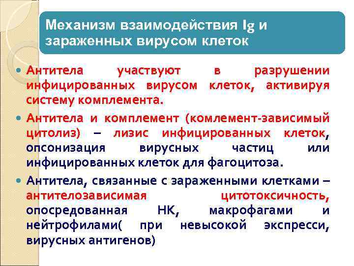 Механизм взаимодействия Ig и зараженных вирусом клеток Антитела участвуют в разрушении инфицированных вирусом клеток,