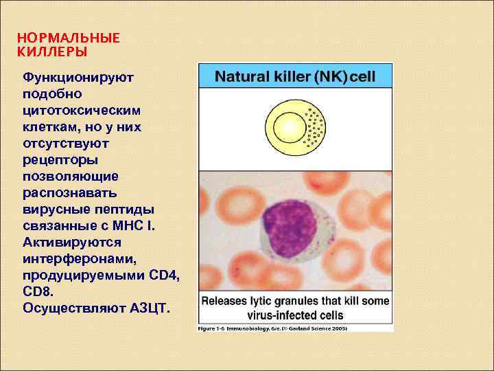 НОРМАЛЬНЫЕ КИЛЛЕРЫ Функционируют подобно цитотоксическим клеткам, но у них отсутствуют рецепторы позволяющие распознавать вирусные