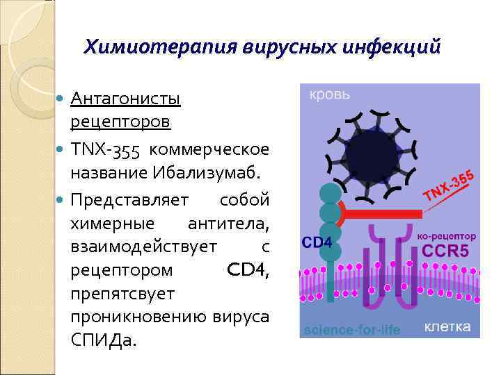 K virus. Химиотерапия вирусных инфекций. Химиотерапия вирусов микробиология. Устойчивость вирусов к химиопрепаратам. Проблема химиотерапии вирусных болезней.