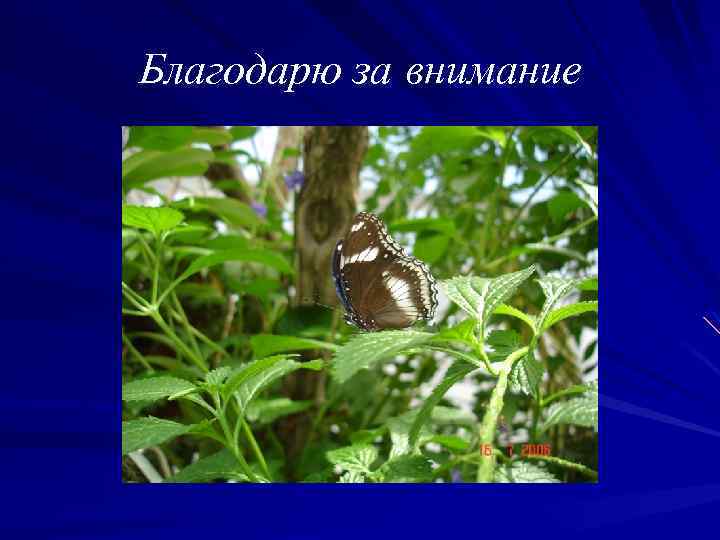 Благодарю за внимание 