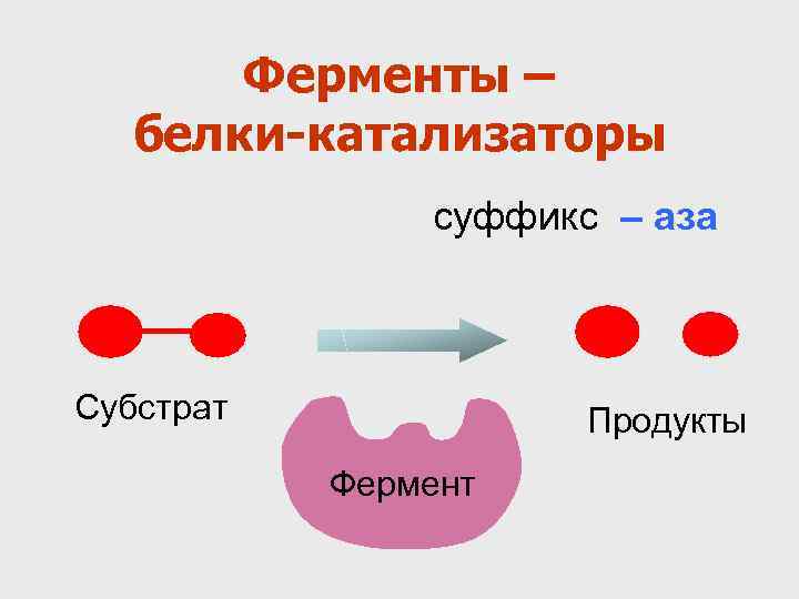 Ферменты – белки-катализаторы суффикс – аза Cубстрат Продукты Фермент 