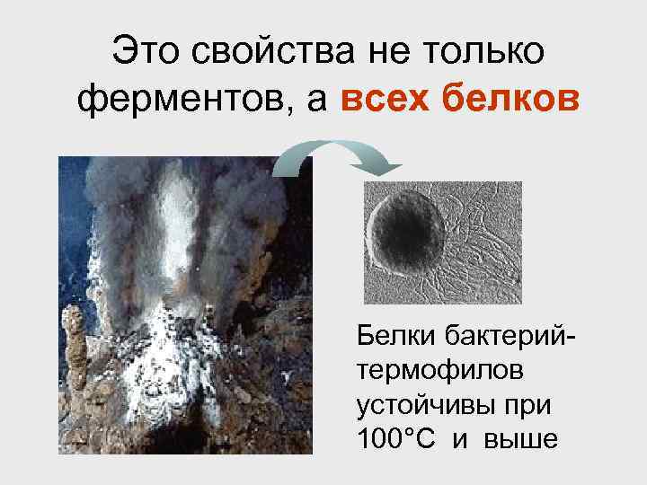 Это свойства не только ферментов, а всех белков Белки бактерийтермофилов устойчивы при 100°С и