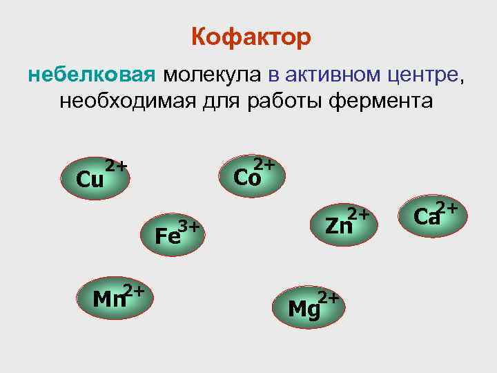 Кофактор небелковая молекула в активном центре, необходимая для работы фермента 2+ 2+ Co Cu