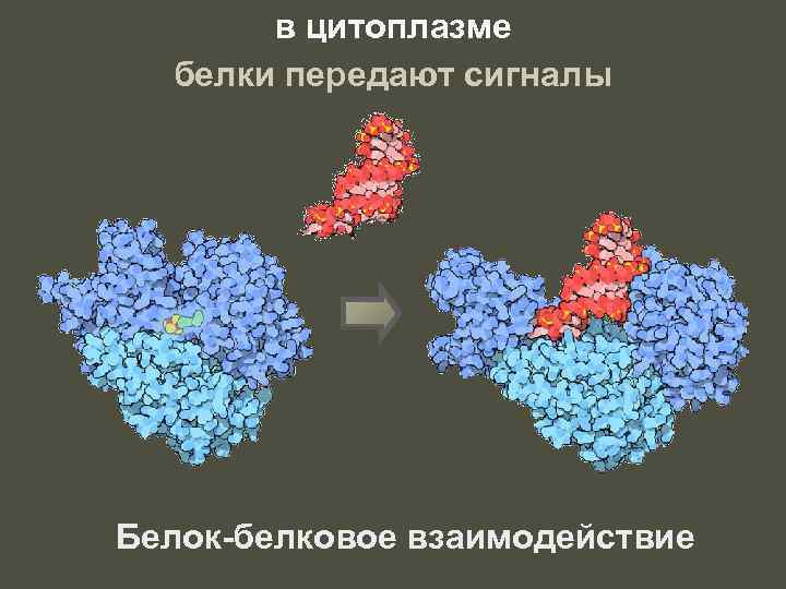 в цитоплазме белки передают сигналы Белок-белковое взаимодействие 