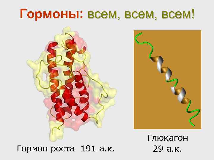 Гормоны: всем, всем! Гормон роста 191 а. к. Глюкагон 29 а. к. 