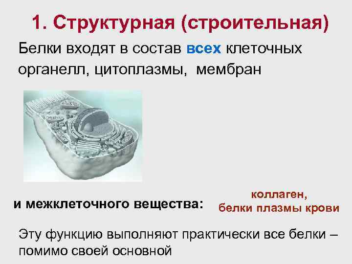 1. Структурная (строительная) Белки входят в состав всех клеточных органелл, цитоплазмы, мембран и межклеточного