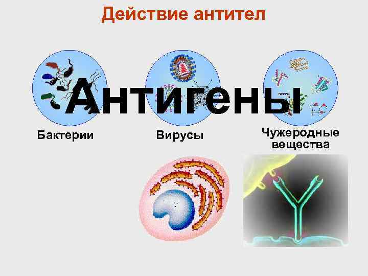 Действие антител Антигены Бактерии Вирусы Чужеродные вещества 
