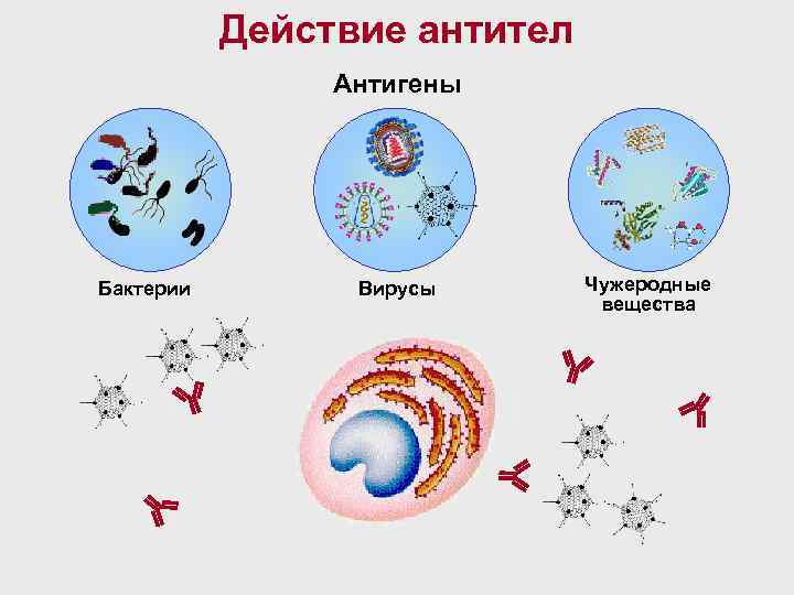 Действие антител Антигены Бактерии Вирусы Чужеродные вещества 