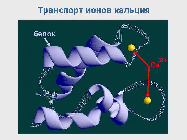 Транспорт ионов кальция белок 2+ Са 