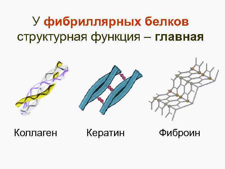 У фибриллярных белков структурная функция – главная Коллаген Кератин Фиброин 