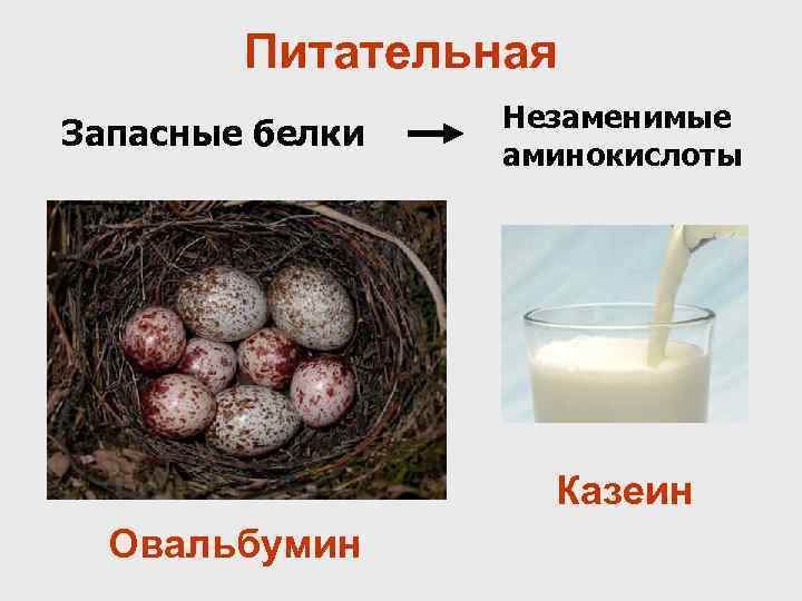 Питательная Запасные белки Незаменимые аминокислоты Казеин Овальбумин 
