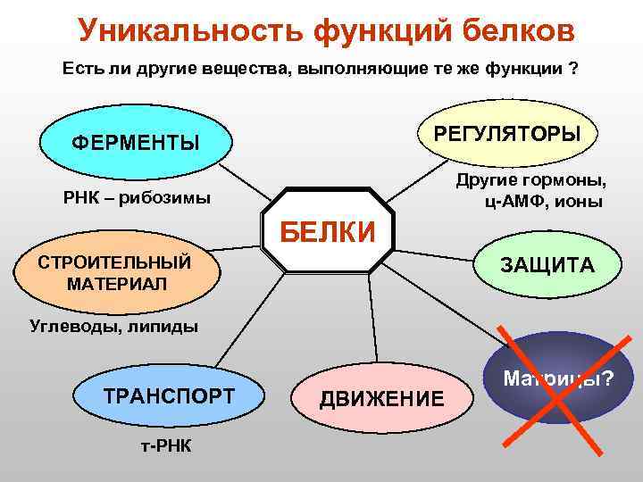 Уникальность функций белков Есть ли другие вещества, выполняющие те же функции ? РЕГУЛЯТОРЫ ФЕРМЕНТЫ