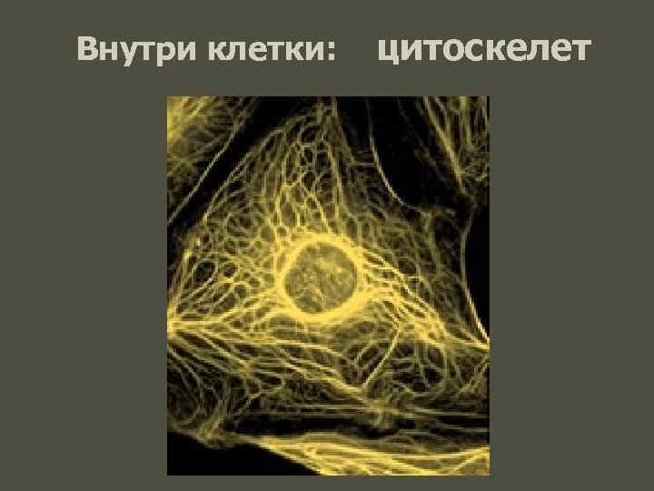 Внутри клетки: цитоскелет 