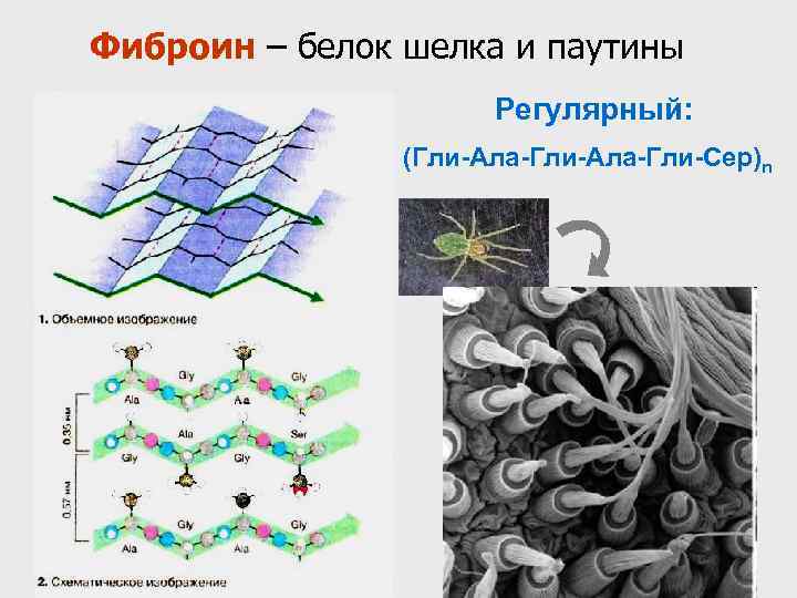 Фиброин – белок шелка и паутины Регулярный: (Гли-Ала-Гли-Сер)n 